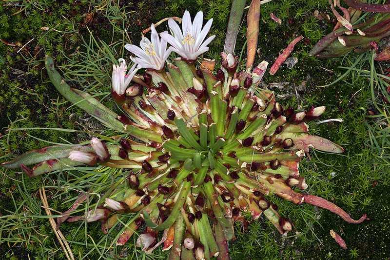 Truckee Lewisia photo 6
