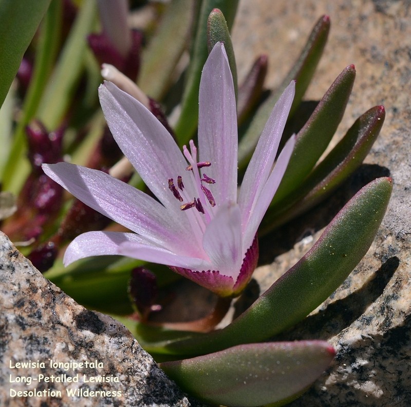Truckee Lewisia photo 7