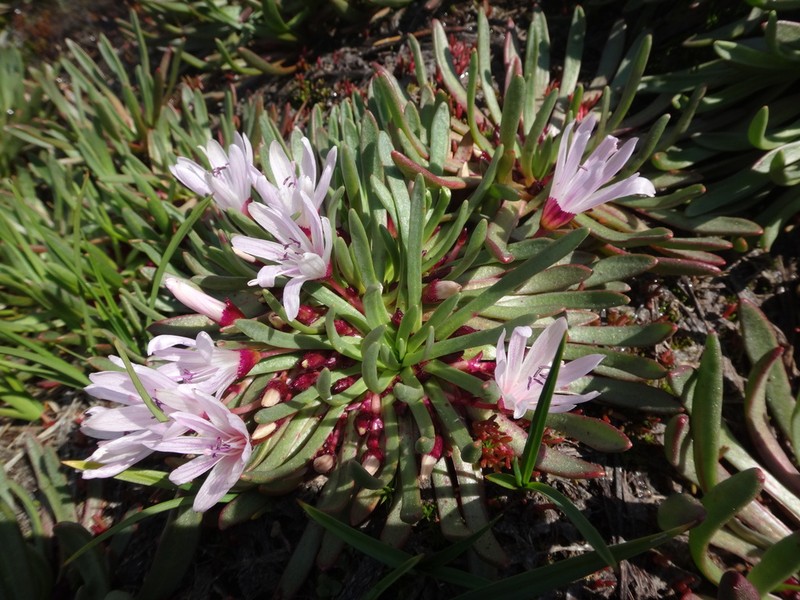 Truckee Lewisia photo 8