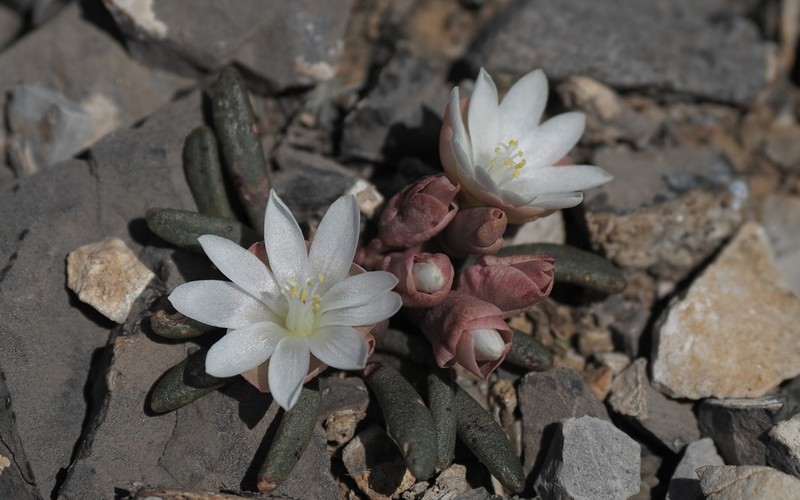 Maguire's Lewisia photo 2
