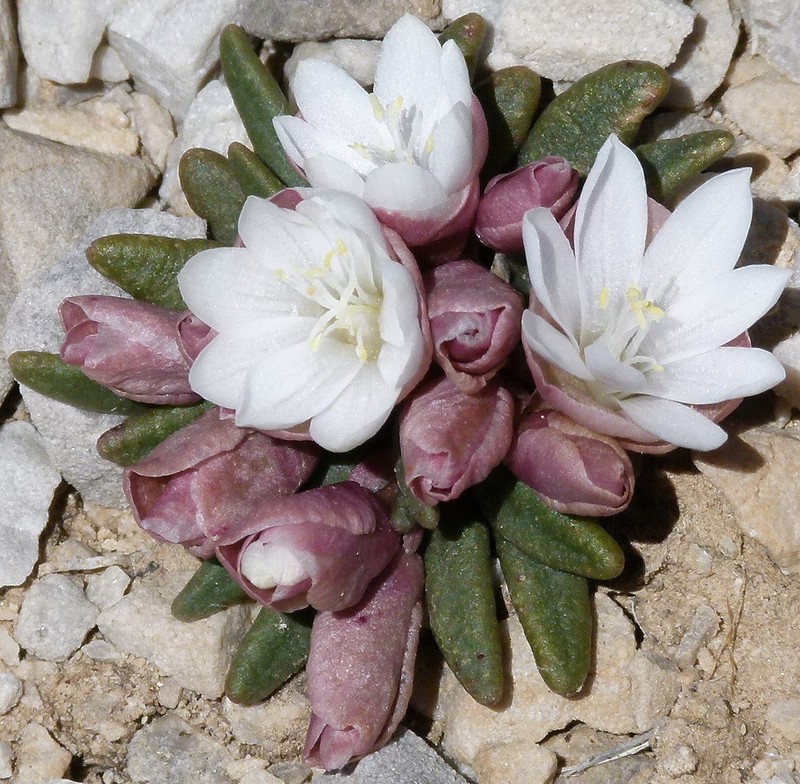 Maguire's Lewisia photo 3