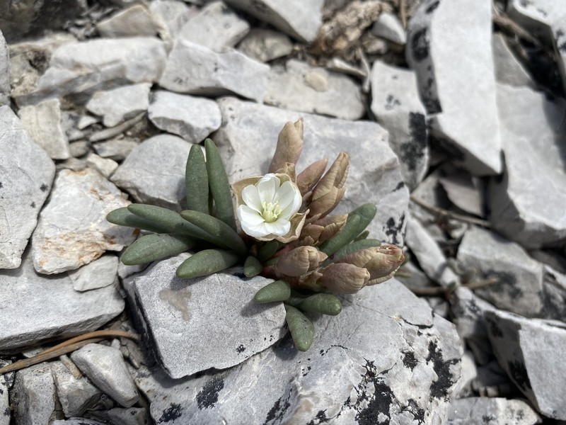 Maguire's Lewisia photo 4