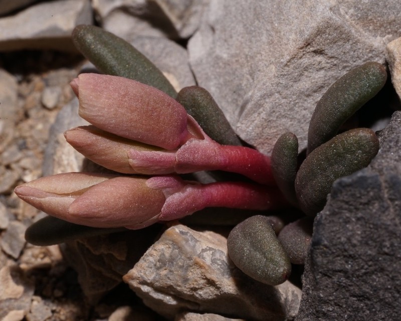 Maguire's Lewisia photo 5