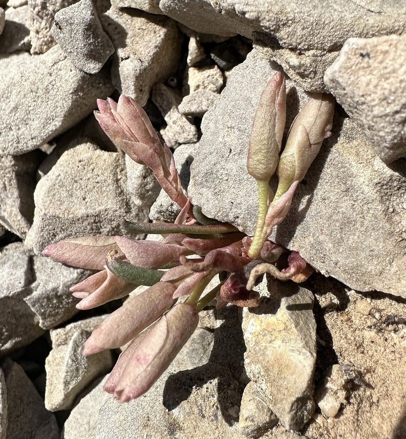 Maguire's Lewisia photo 6