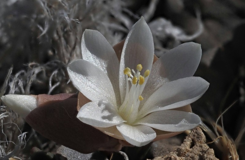 Maguire's Lewisia photo 7