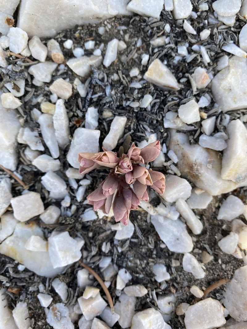 Maguire's Lewisia photo 8
