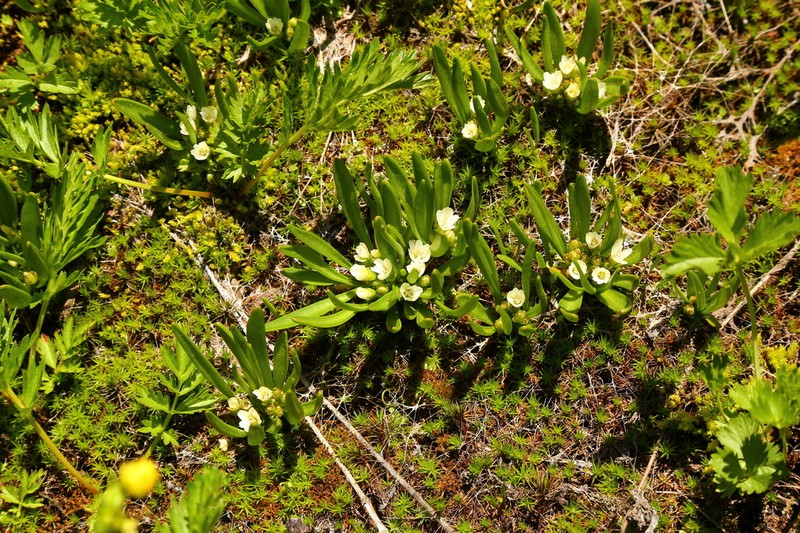 Nevada Lewisia