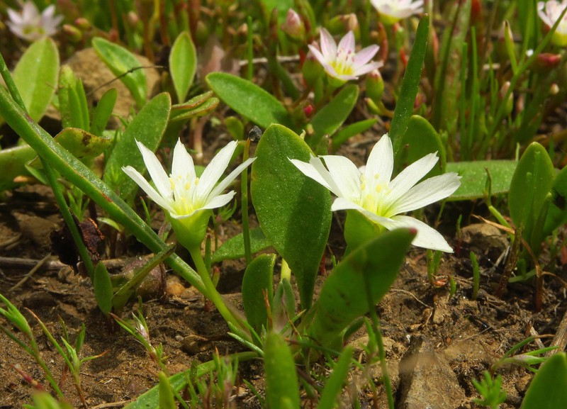 Nevada Lewisia photo 2