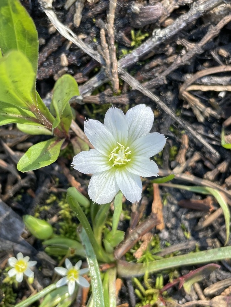 Nevada Lewisia photo 3