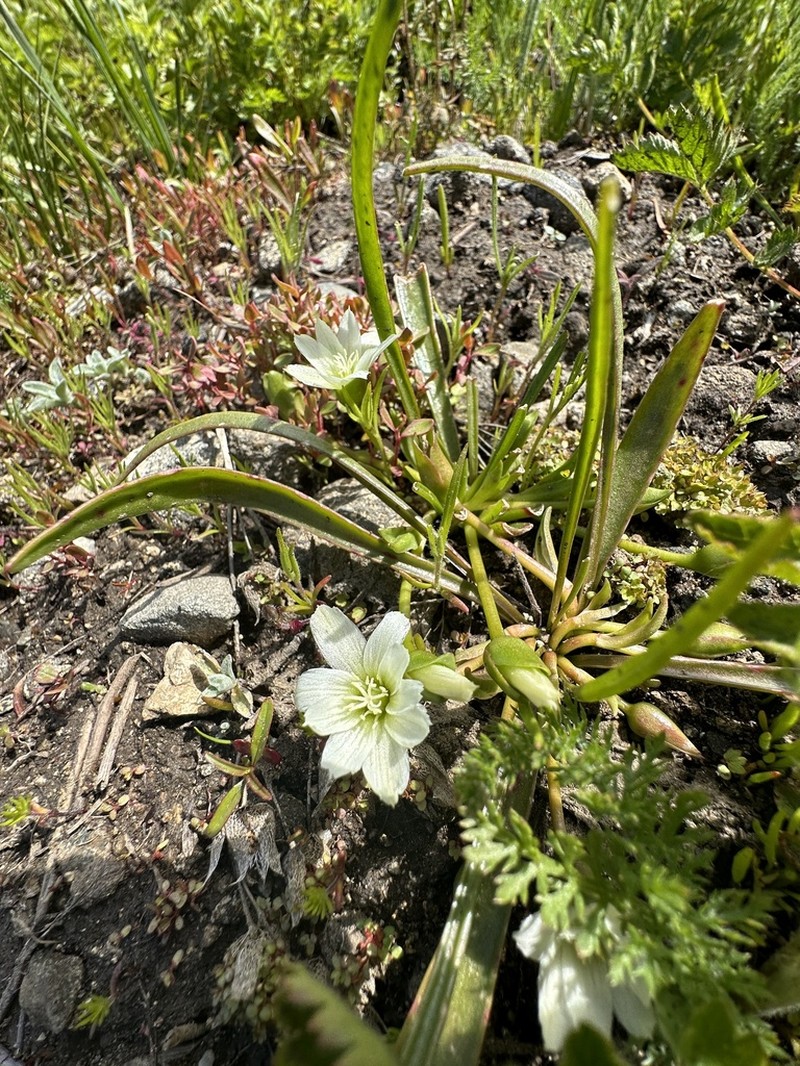 Nevada Lewisia photo 4