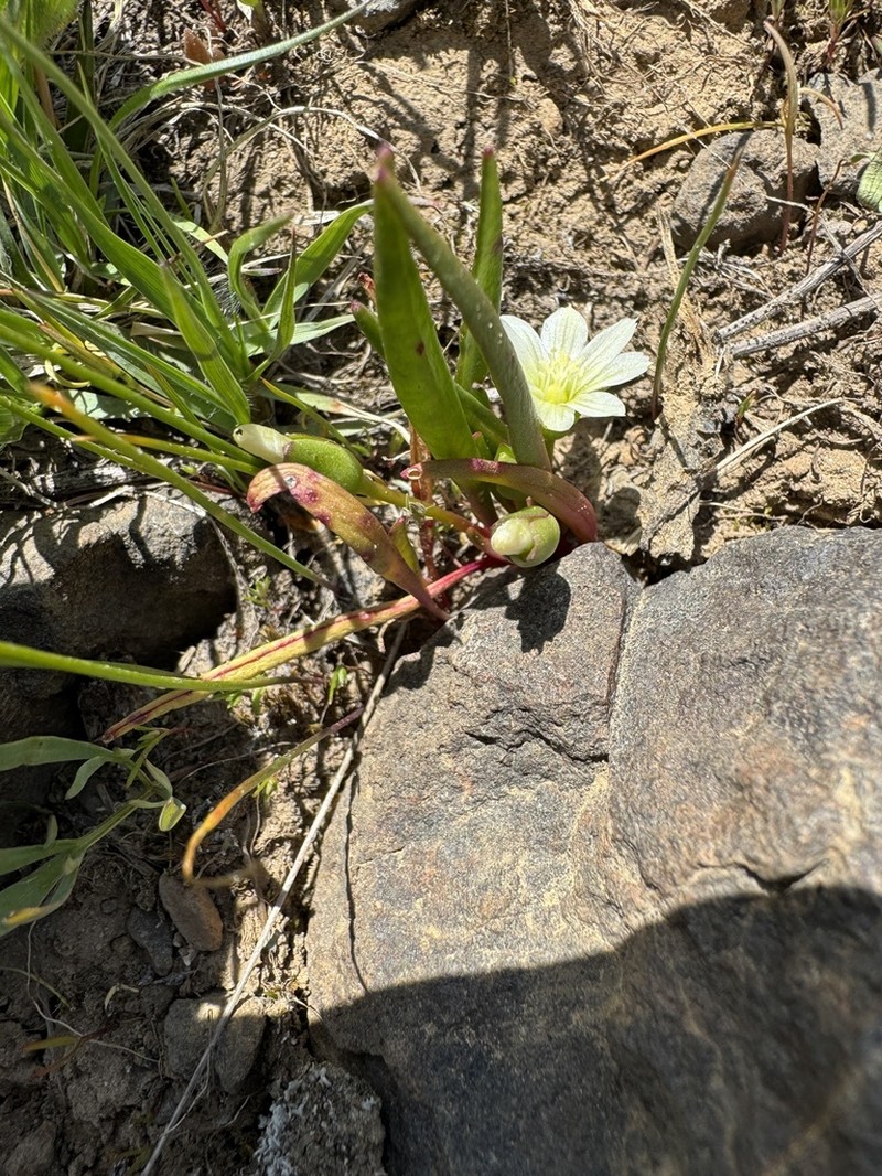 Nevada Lewisia photo 5
