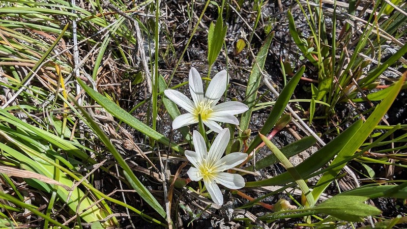Nevada Lewisia photo 6