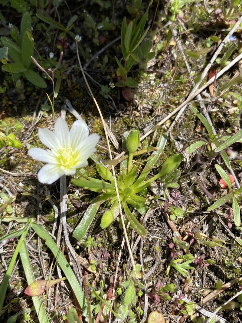 Nevada Lewisia photo 7