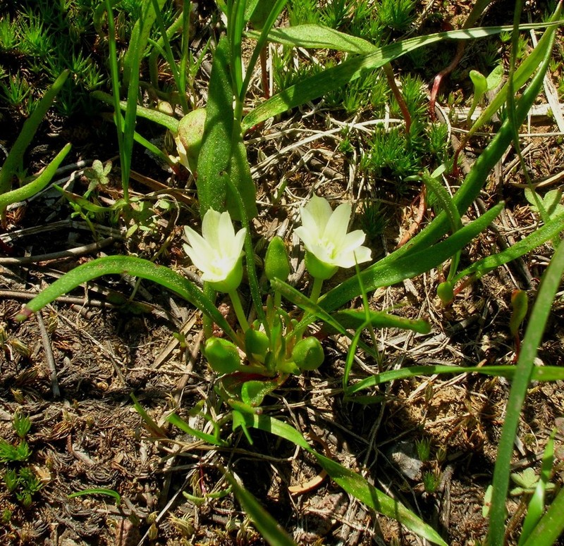 Nevada Lewisia photo 8