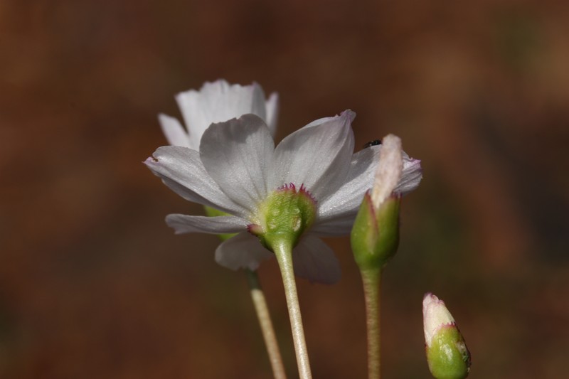 Oppositeleaf Lewisia photo 2