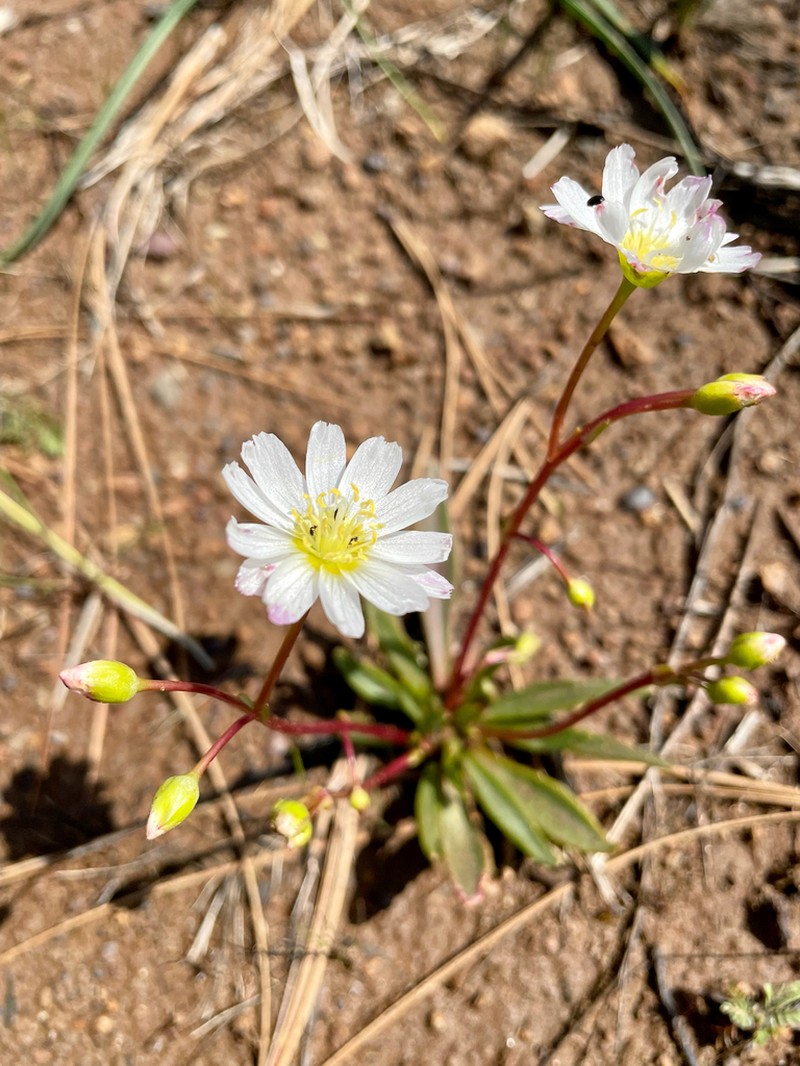 Oppositeleaf Lewisia
