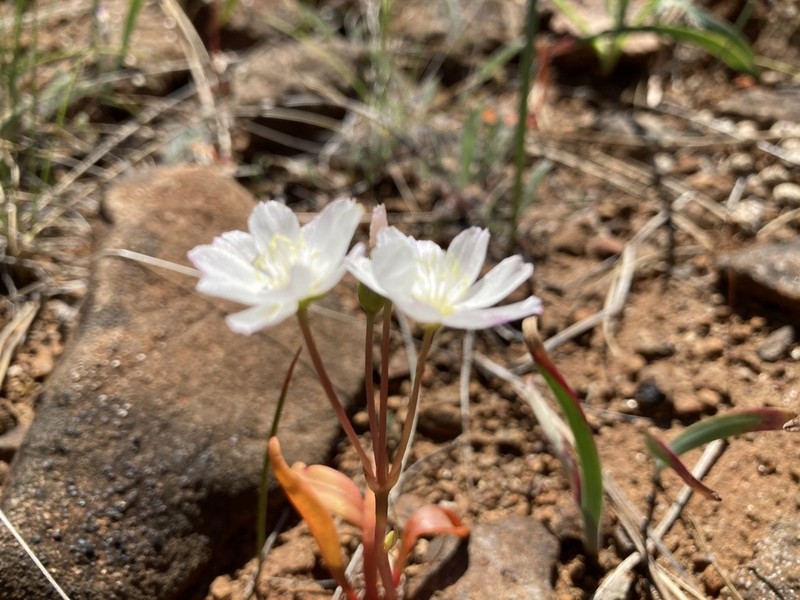 Oppositeleaf Lewisia photo 3