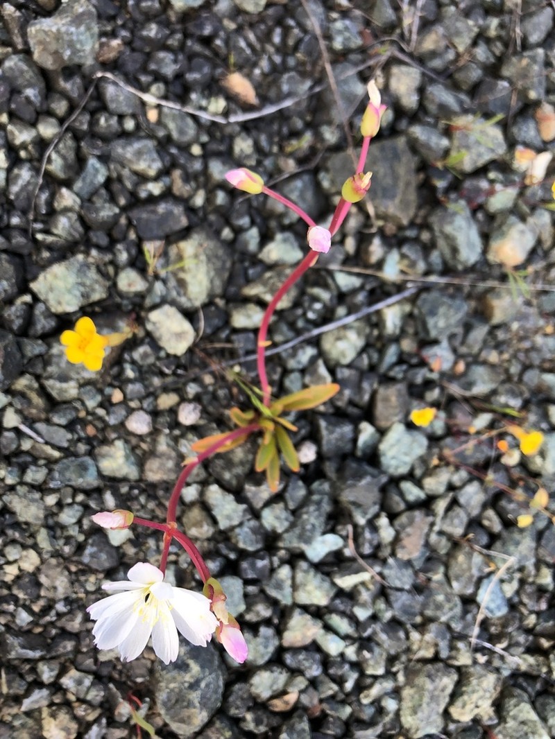 Oppositeleaf Lewisia photo 4
