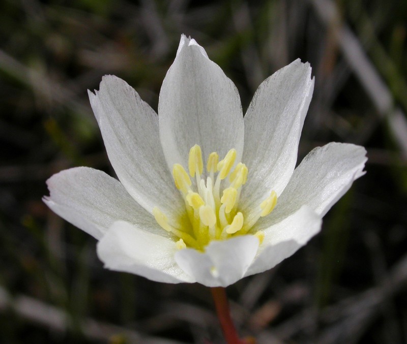 Oppositeleaf Lewisia photo 5