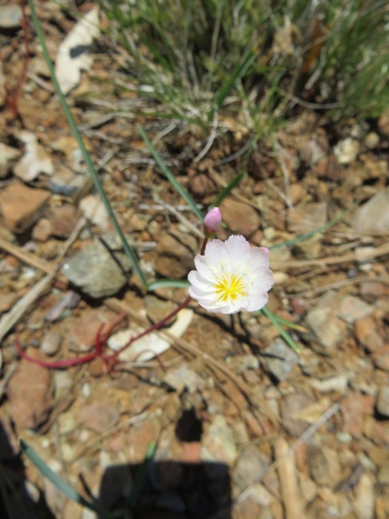 Oppositeleaf Lewisia photo 6