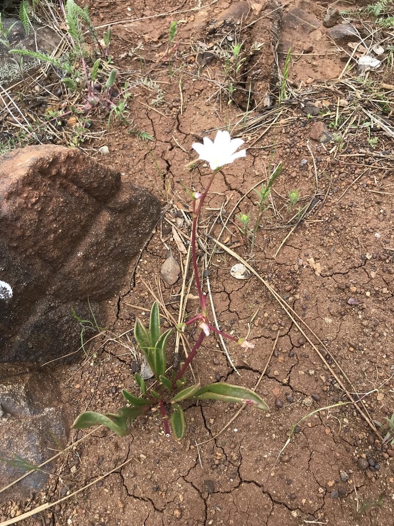Oppositeleaf Lewisia photo 7