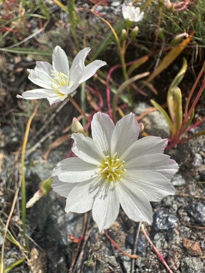 Oppositeleaf Lewisia photo 8