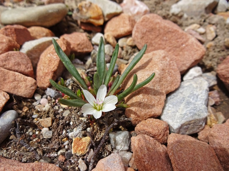 Alpine Lewisia photo 5
