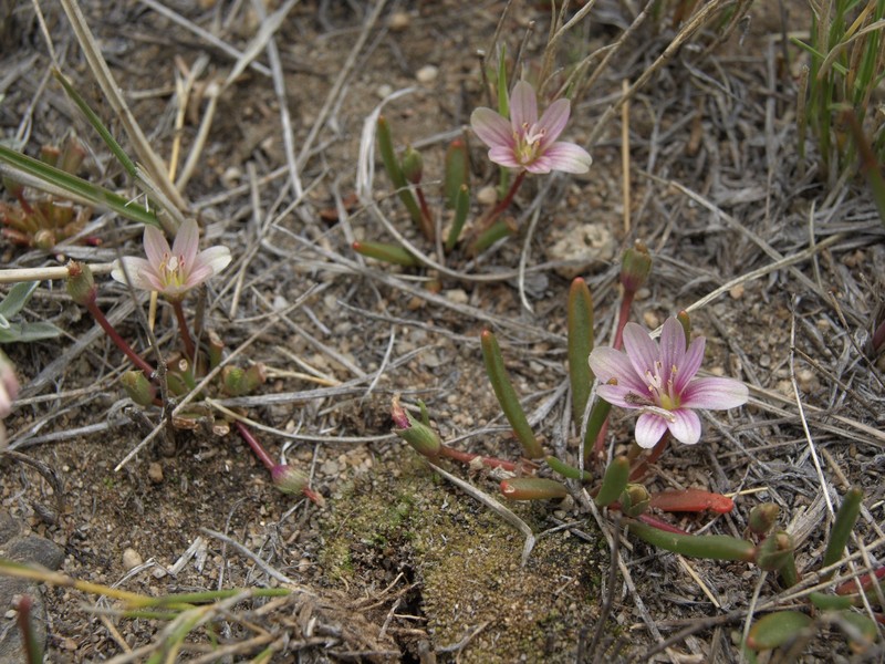 Alpine Lewisia photo 6
