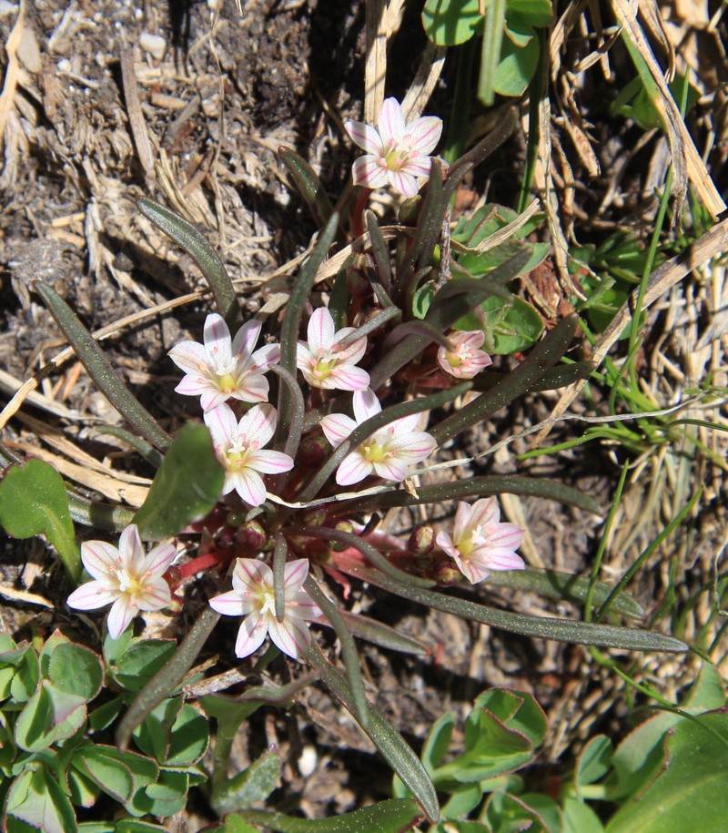 Alpine Lewisia photo 2