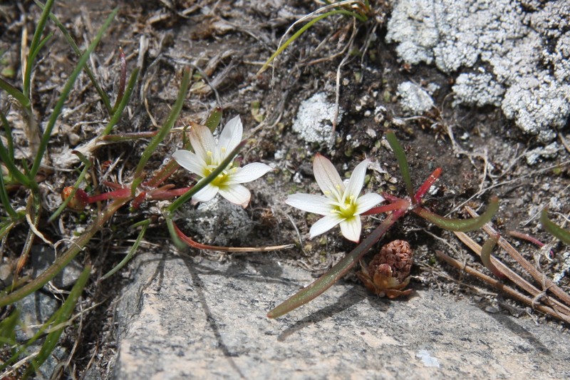 Alpine Lewisia photo 3