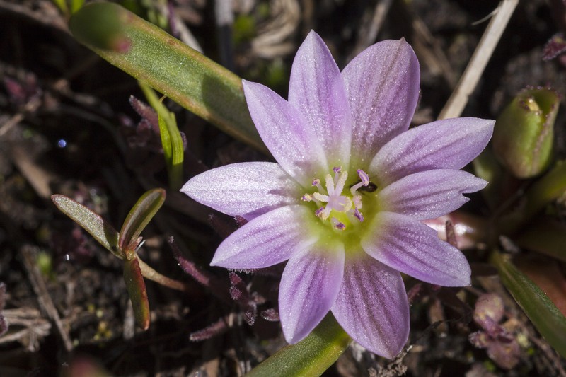 Alpine Lewisia photo 4