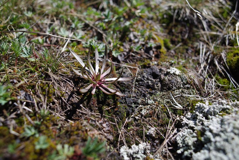 Alpine Lewisia