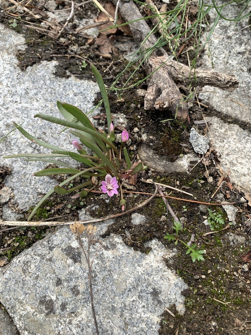 Alpine Lewisia photo 2