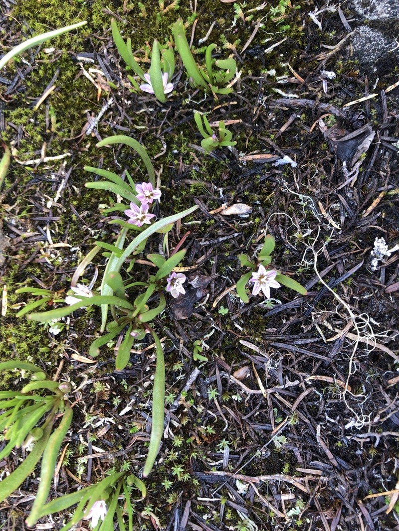 Alpine Lewisia photo 4