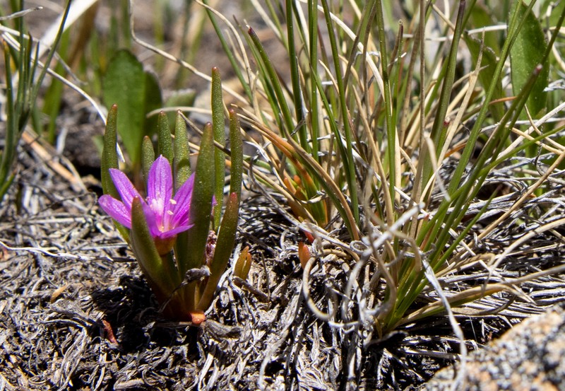 Alpine Lewisia photo 5