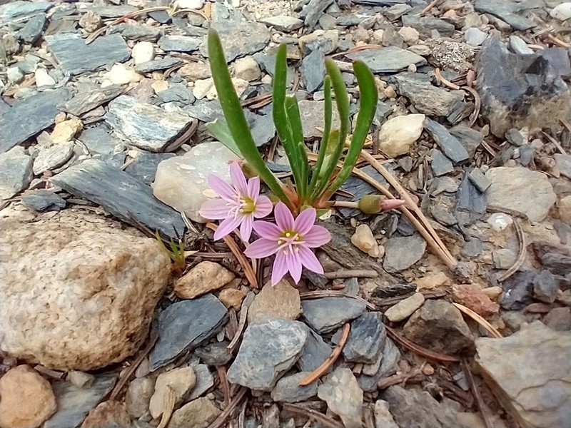 Alpine Lewisia photo 6