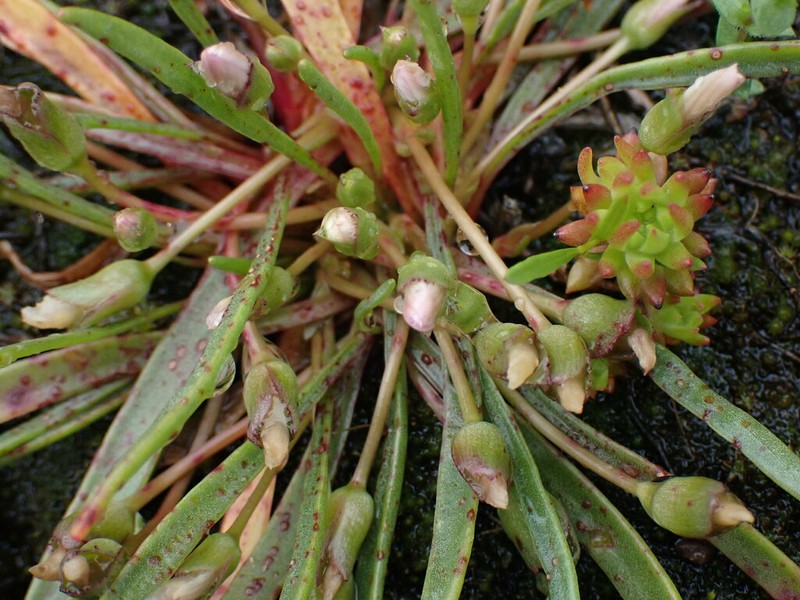 Alpine Lewisia photo 7