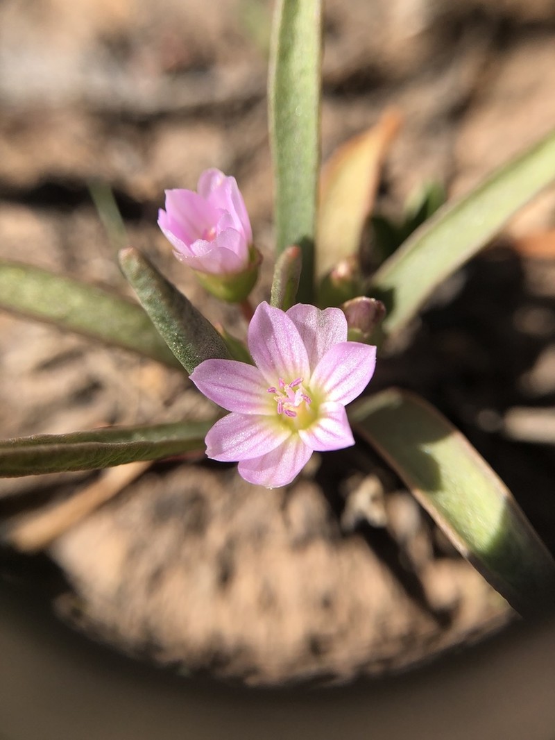 Alpine Lewisia photo 8