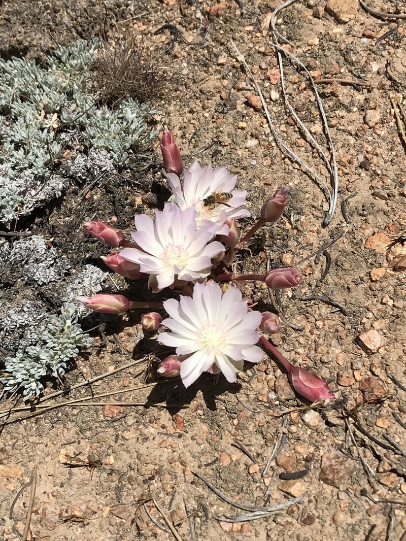 Bitter Root photo 4