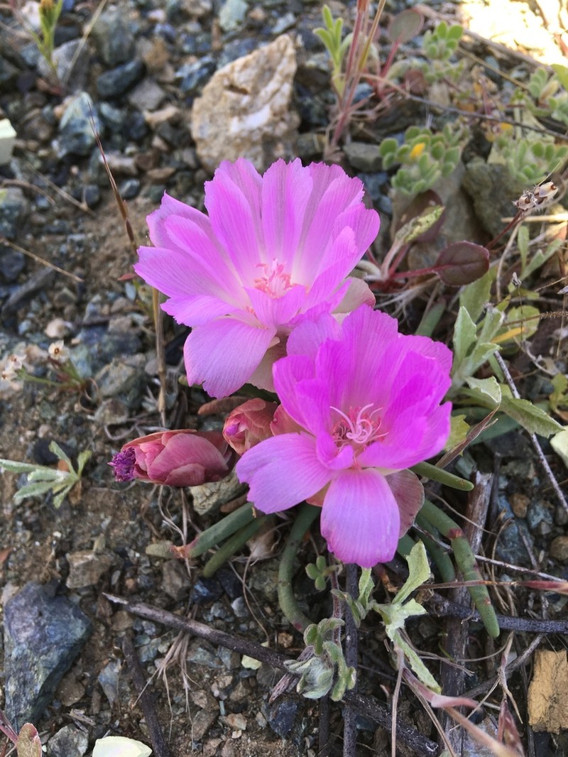 Bitter Root photo 8