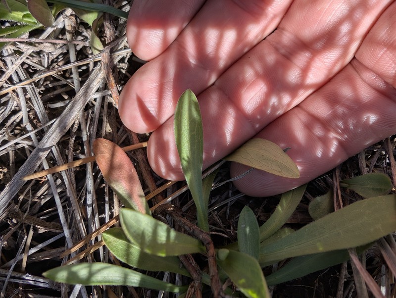Lewisia rediviva var. minor