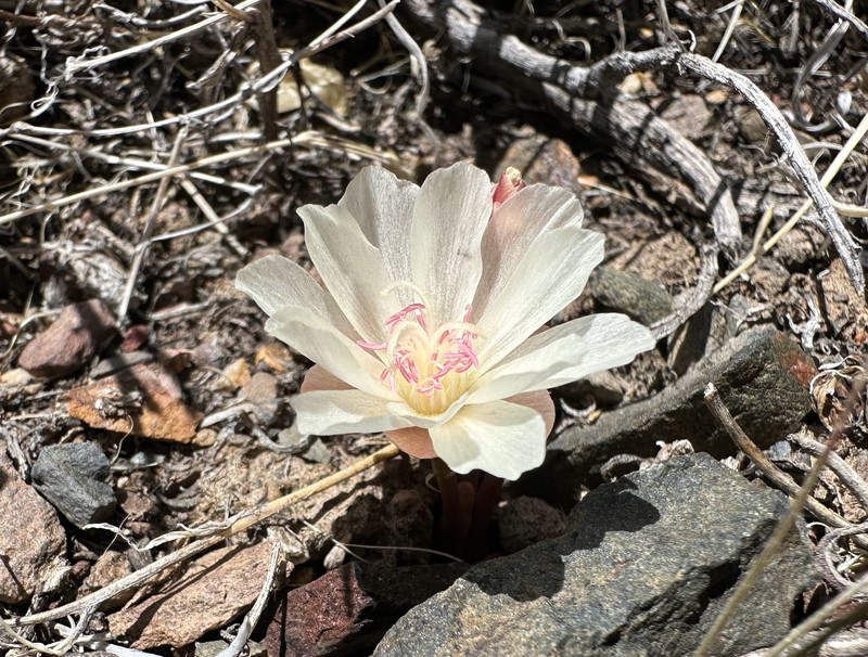 Lewisia rediviva var. minor photo 2