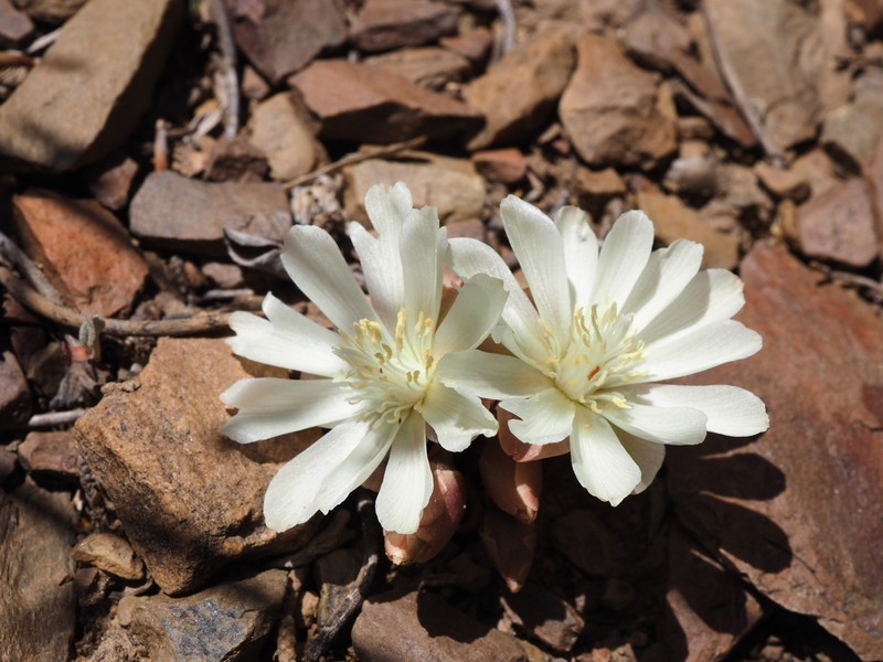 Lewisia rediviva var. minor photo 4