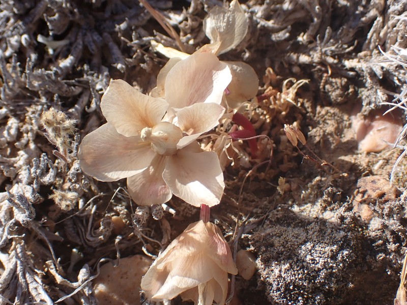 Lewisia rediviva var. minor photo 5