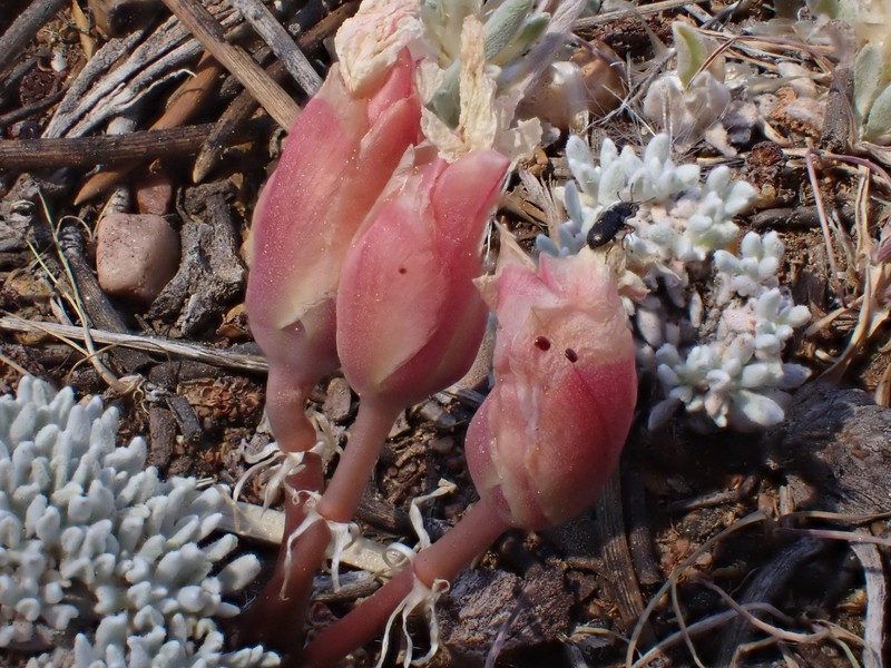 Lewisia rediviva var. minor photo 6