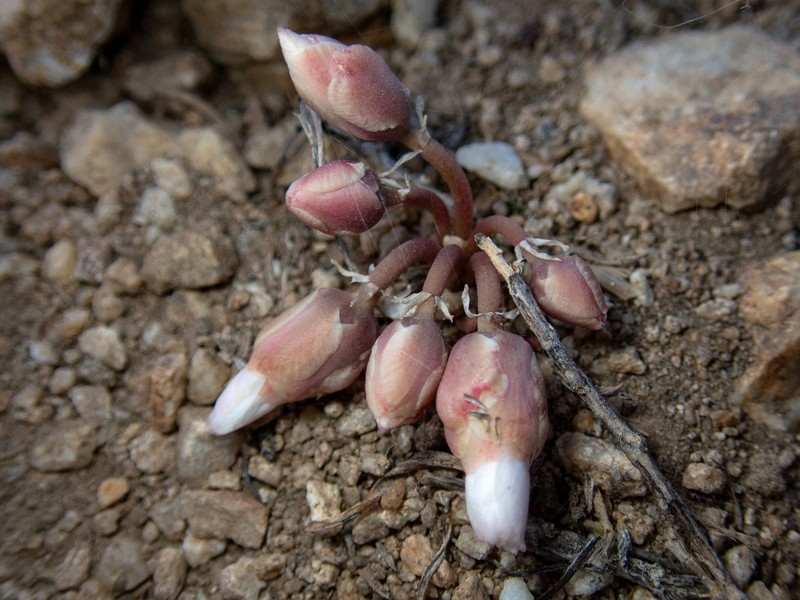 Lewisia rediviva var. minor photo 8