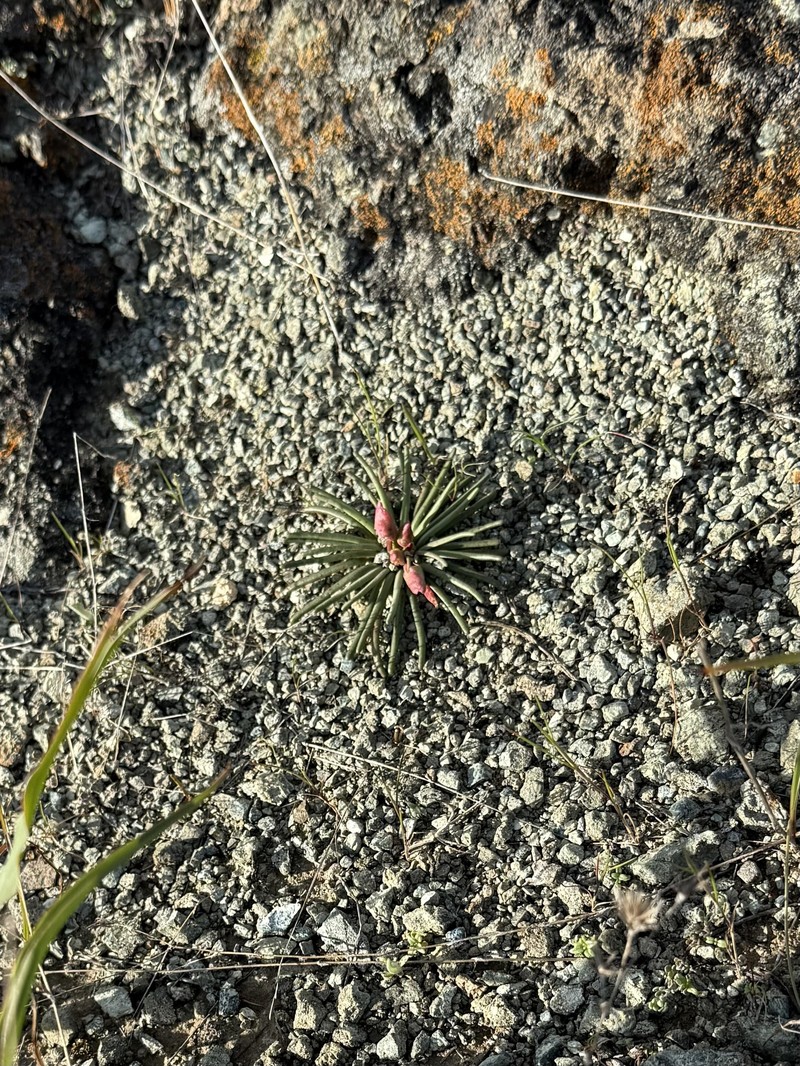 Lewisia rediviva var. rediviva
