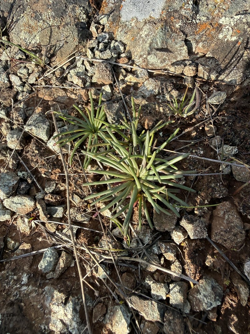 Lewisia rediviva var. rediviva photo 2