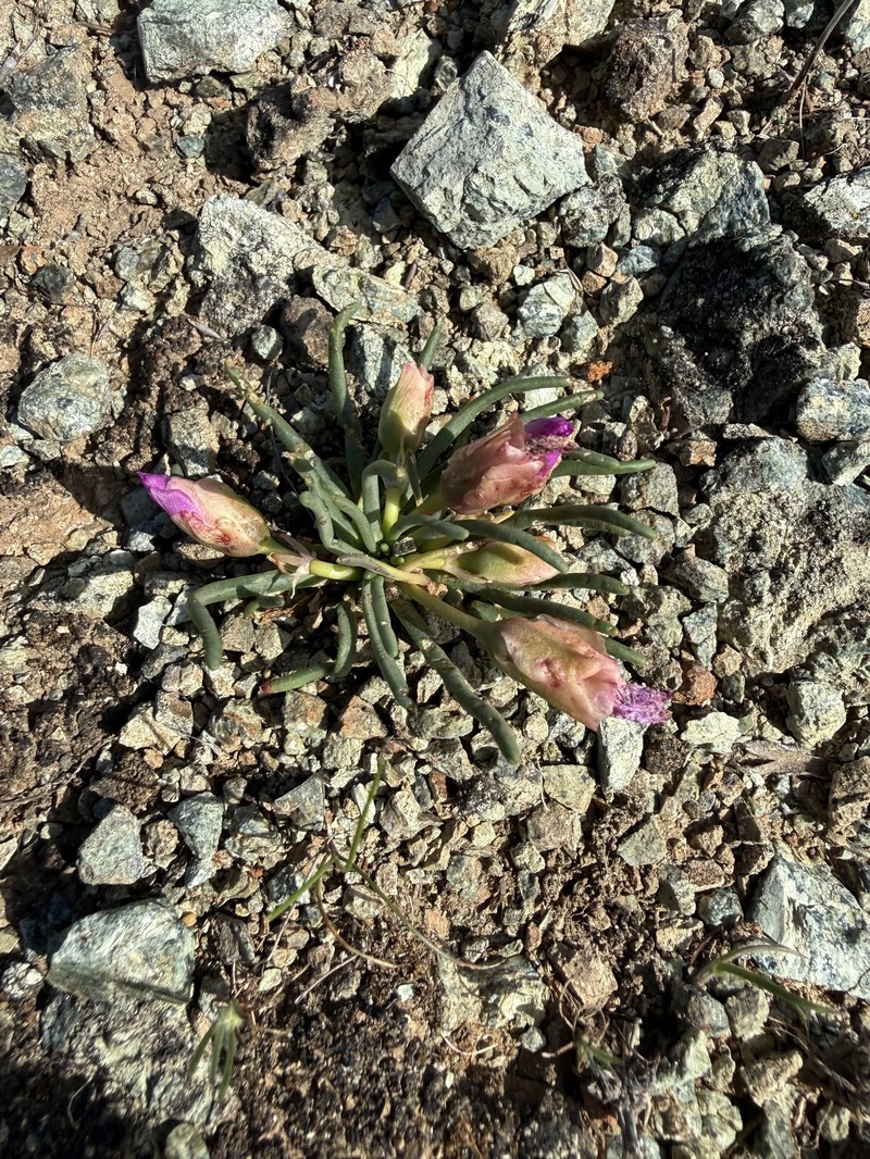 Lewisia rediviva var. rediviva photo 3