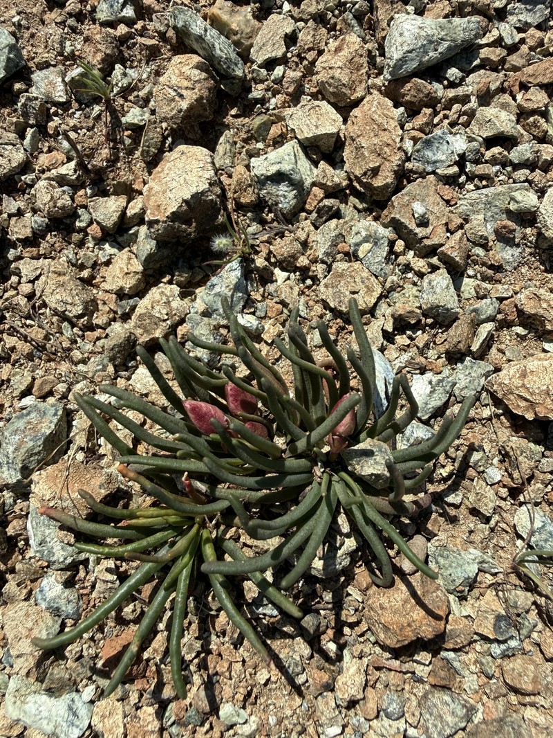Lewisia rediviva var. rediviva photo 4